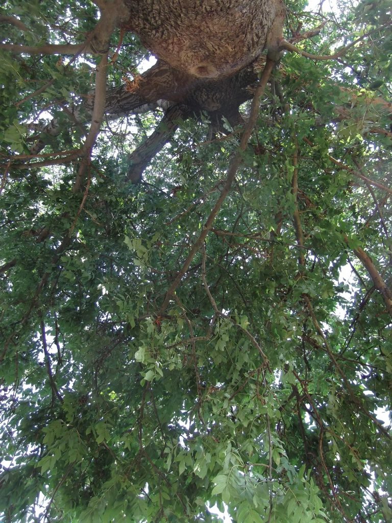 Zu einem faulen Sonntagnachmittag gehört ein schattiges Plätzchen unter einem großen Baum und das konstante Geräusch träge summender Fliegen, gepaart mit akuter Unlust, jemals wieder aufzustehen