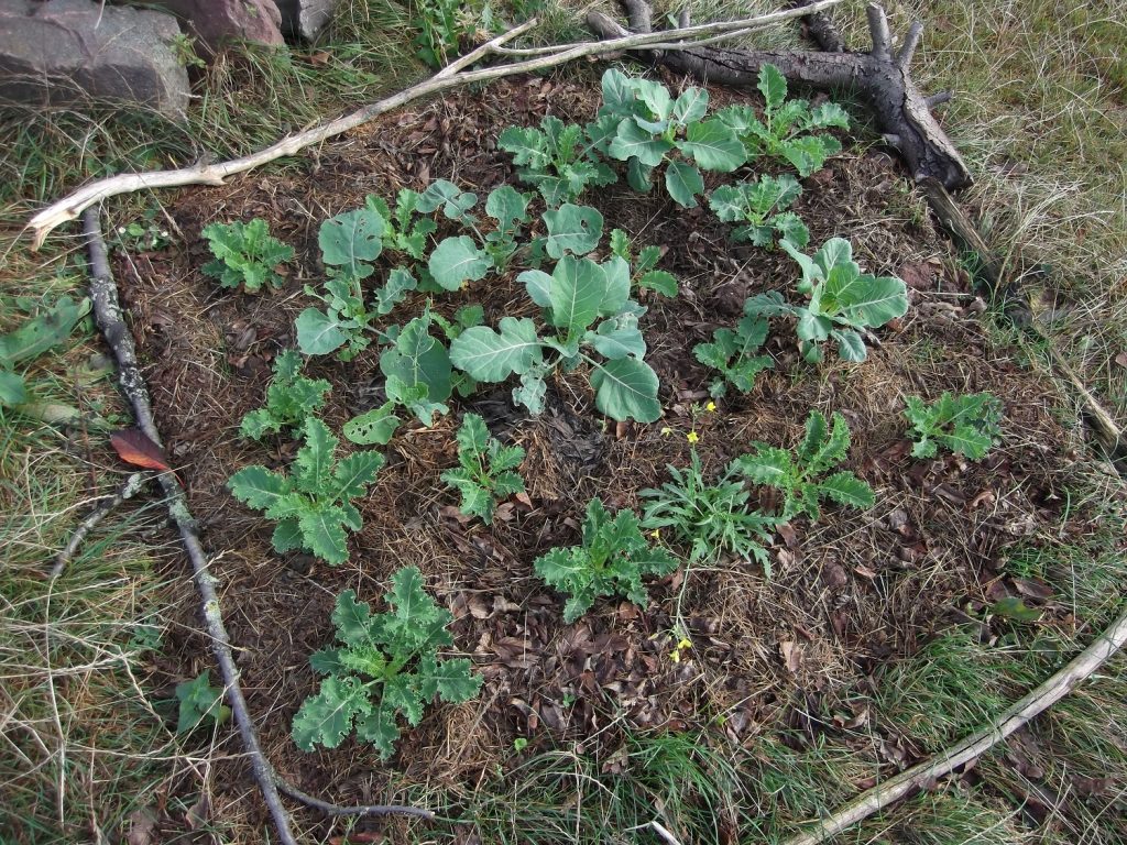 Ein fröhliches Beet