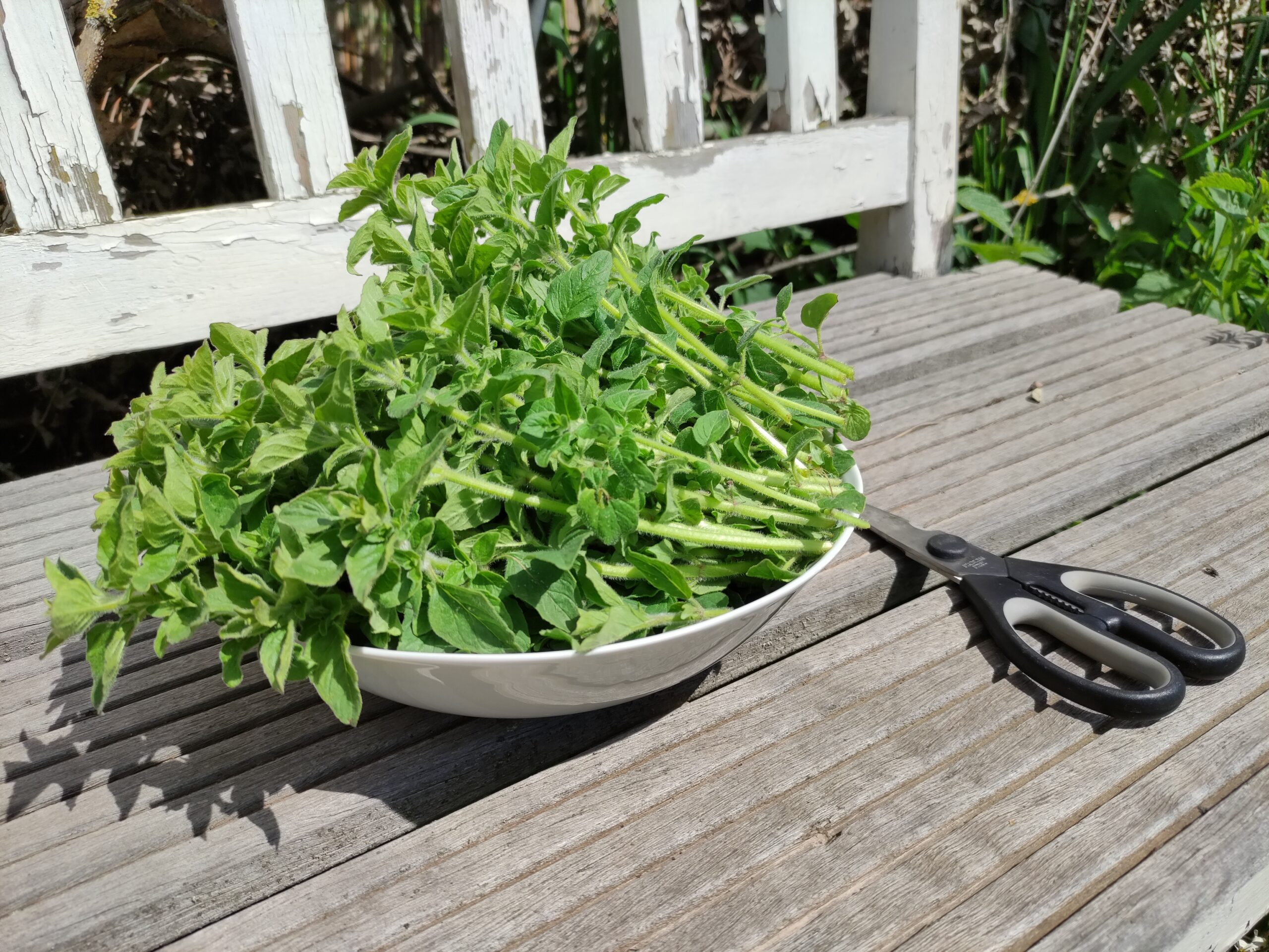 Oregano aus dem eigenen Garten selbstgemacht Fruitlands
